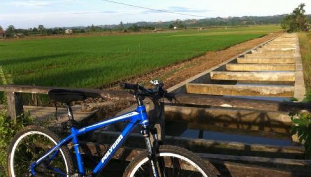 view persawahan di daerah muang datu